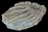 Bargain, Macrocrinus Crinoid Fossil - Crawfordsville, Indiana #68496-1